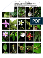 rapidguide_006_melastomataceae_sheet1_v.1.0 (1)