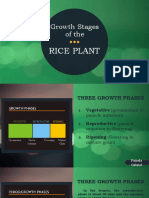 Growth Stages of Rice Plant
