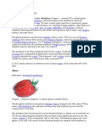 Description Strawberry