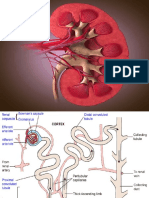 Renal System