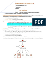 Cambios Metabólicos en La Gestación: Fase Anabólica