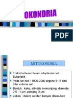 03 Mitokondria