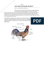 How Can I Distinguish Male and Female Chickens - Extension