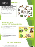Cadena Trófica