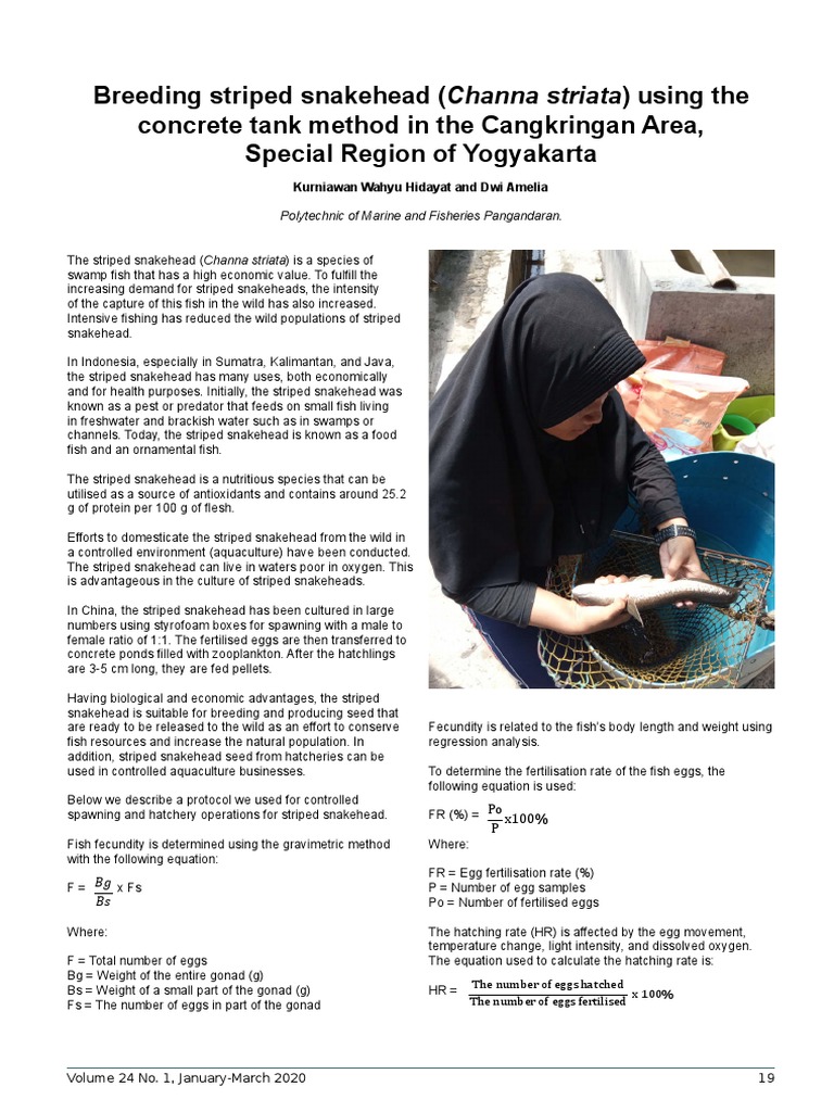Breeding Striped Snakehead Channa Striatus | PDF | Spawn (Biology) | Water