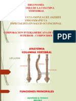 Anatomia - Columna Vertebral - Ergonomia