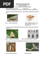 Nombres Cientificos de Algunos Insectos | PDF | Insectos | Insectos y