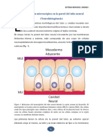 Diferenciación de Las Células Neuroepiteliales Del Tubo Neural