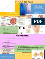 Infografía  Sistema renal