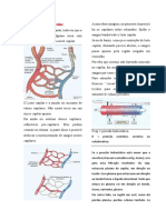 Sistema Cardiovascular02 - Fisiologia