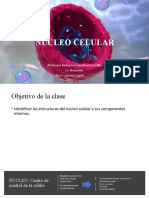 Tema 8. Nucleo Celular