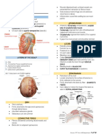 HSB - Head and Scalp Anatomy