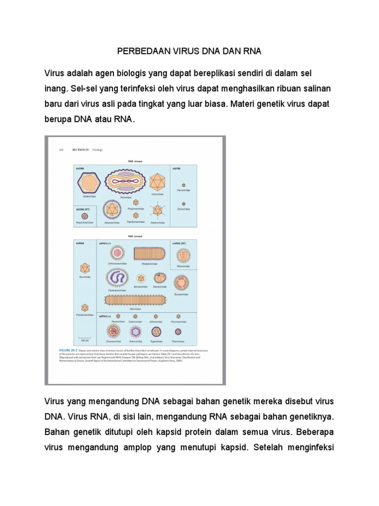 Perbedaan Virus Dna Dan Rna Pdf
