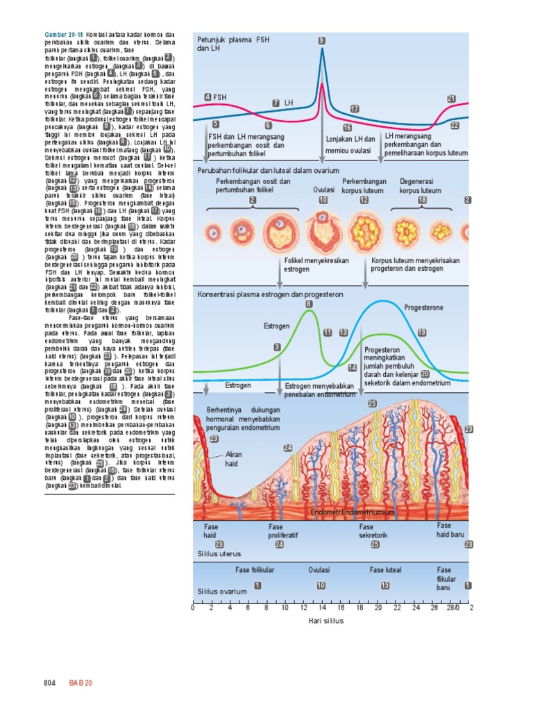 2001 HONDA ODYSSEY TIMING MARKS DIAGRAMSHERWOOD HUMAN PHYSIOLOGY 8TH EDITION PDF visual data 8
