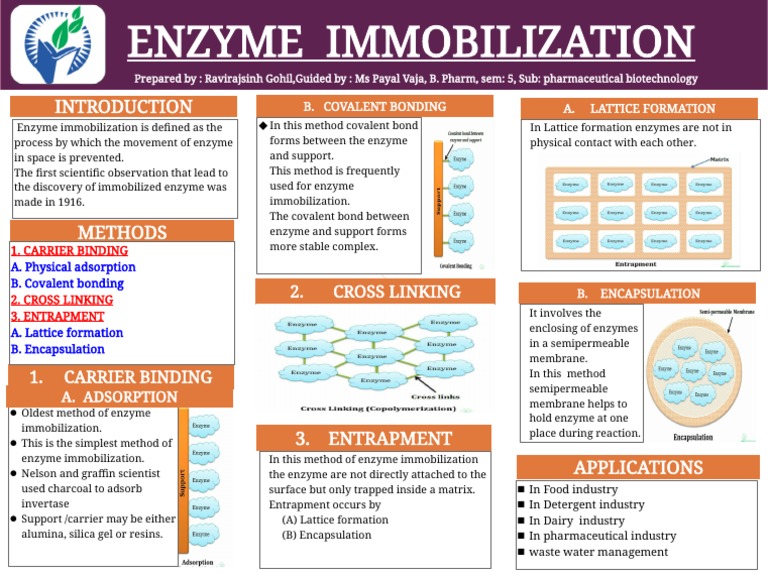 Enzyme Immobilization Methods Overview | PDF | Adsorption | Enzyme