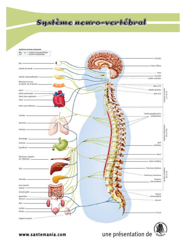 Anatomie du Système Nerveux et Vertébral | PDF | Colonne vertébrale ...