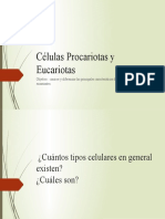 Células Procariotas y Eucariotas