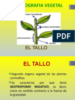 Clase (5) - Organografia Vegetal (El Tallo)