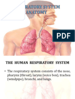Anatomyofrespiratorysystem 160906111139