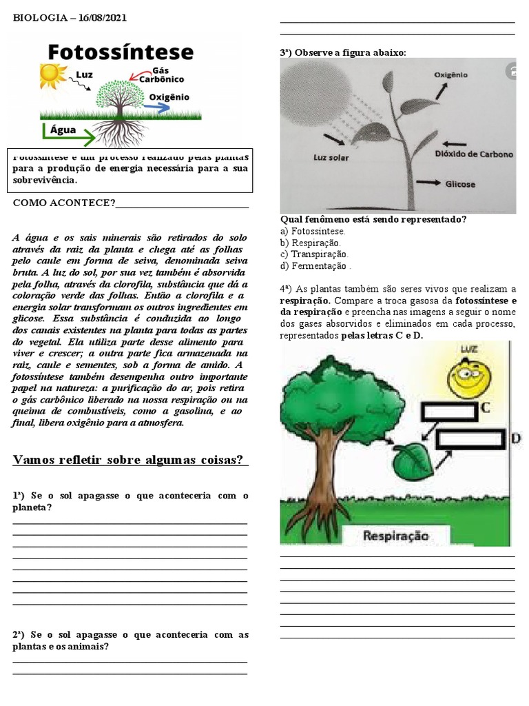 FOTOSSINTESE | PDF | Fotossíntese | Respiração