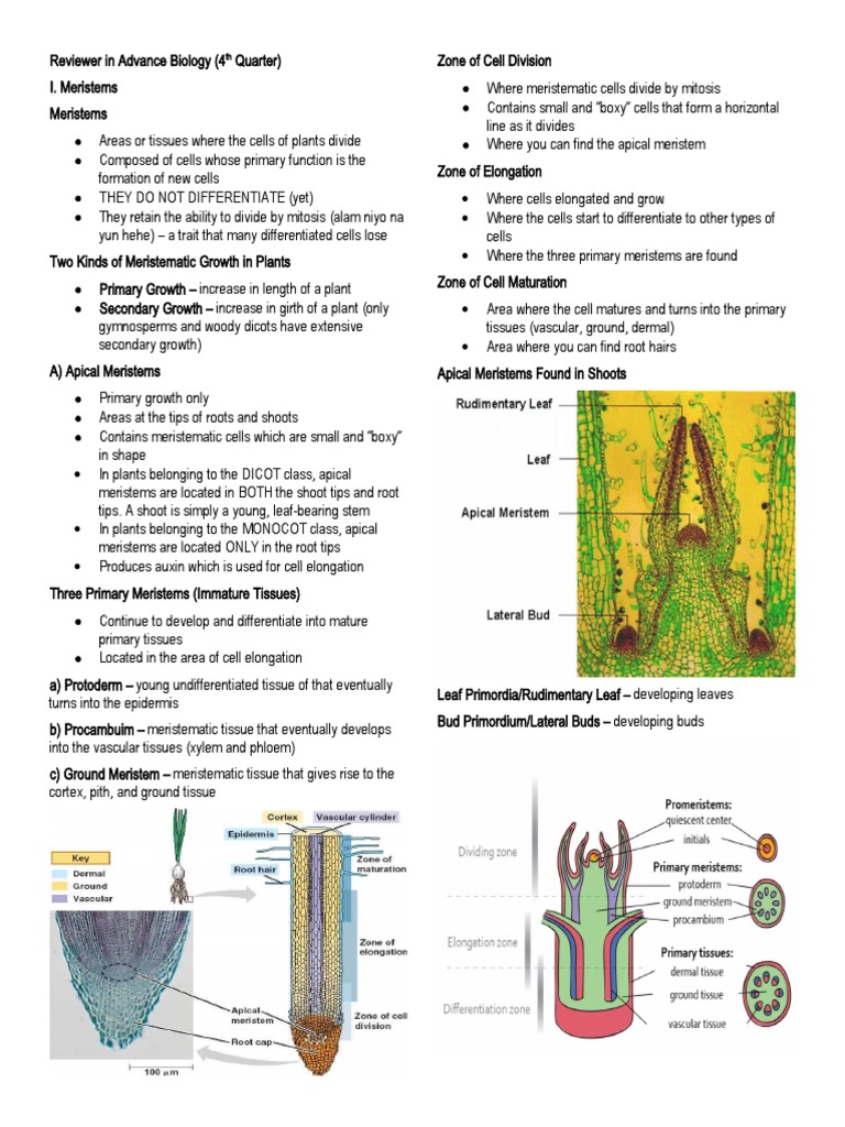 Understanding Plant Structure and Function: A Comprehensive Review of ...