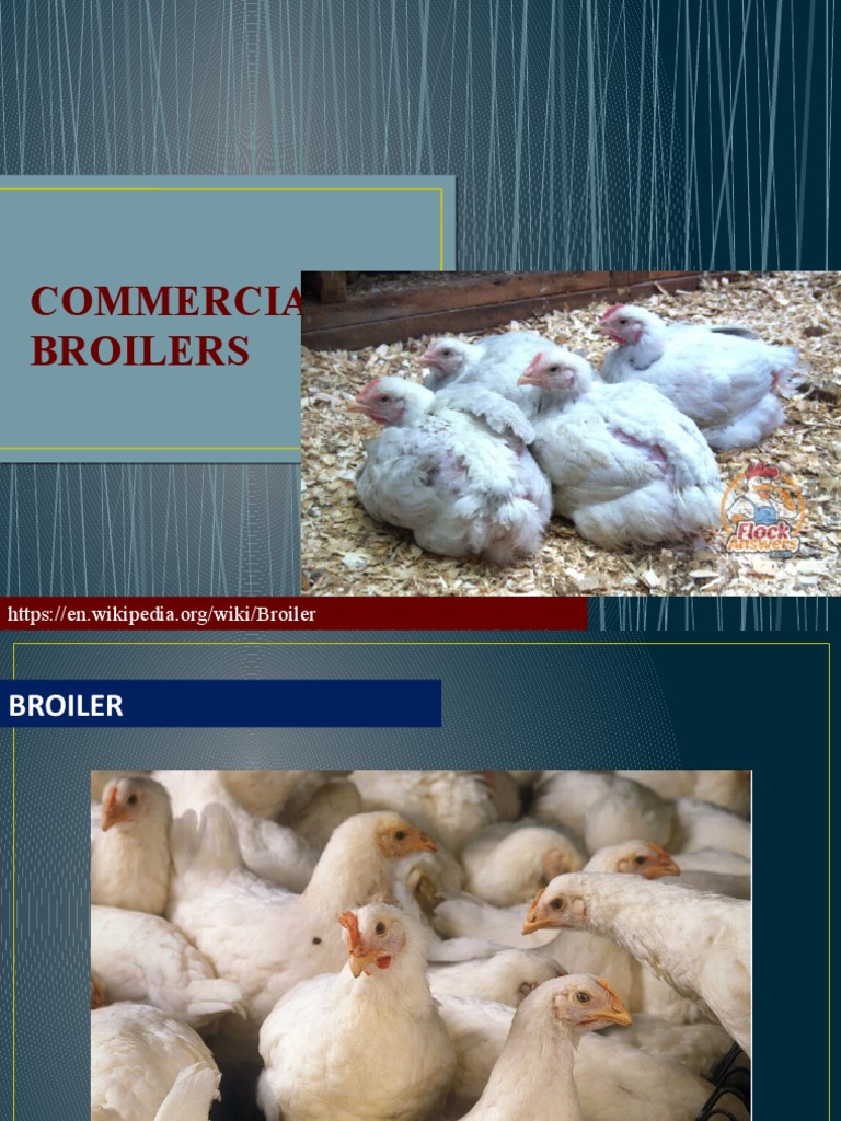 5 Commercial Broiler Strain PDF Broiler Livestock