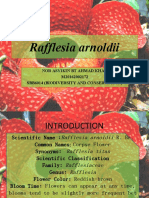 Rafflesia Arnoldii: Nor Asyikin BT Ahmad Khan M20162002172 Sbb6014 (Biodiversity and Conservation)