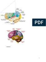 Córtex Cerebral