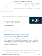 Cultivo de Plátano - Origen, Manejo Agronomico y Más - Agrotendencia - TV