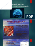La Corteza Cerebral