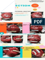 Infografia Anatomia Cardio 2 Compressed