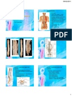 Anatomia Macroscopica Da Medula Espinhal