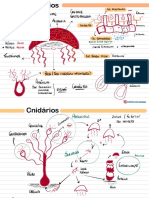 Cnidários e Platelmintos