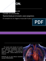 Histologia Del Sistema Cardiovascular 