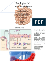 Expo Fisio Intestino Delgado