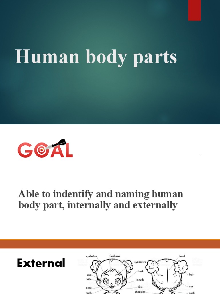 Human Body Parts PDF
