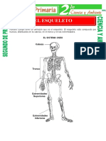 El Esqueleto para Segundo de Primaria