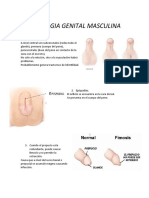 Patologia Genital Masculina