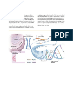 DNA Stores Biological Information in Sequences of Four