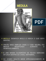 Lesão Medular Clínica Neurológica