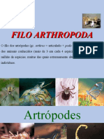 Filo dos Artrópodes: Características e Classificação