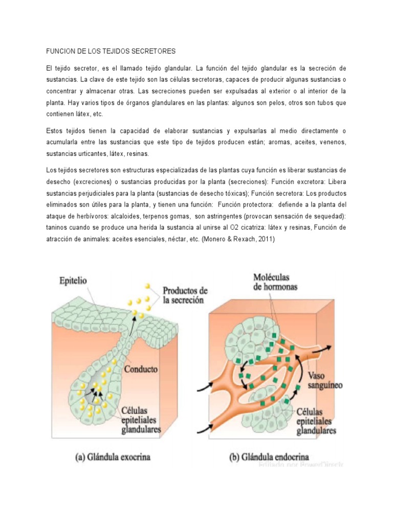 Función de los Tejidos Secretor Vegetal | PDF | Ciencia y matemáticas