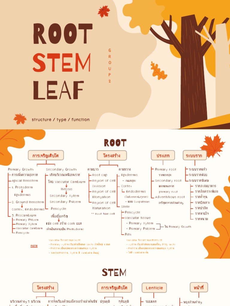 01root Stem Leaf | PDF