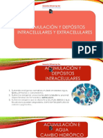 Acumulacion y Depositos Intracelular - Anti