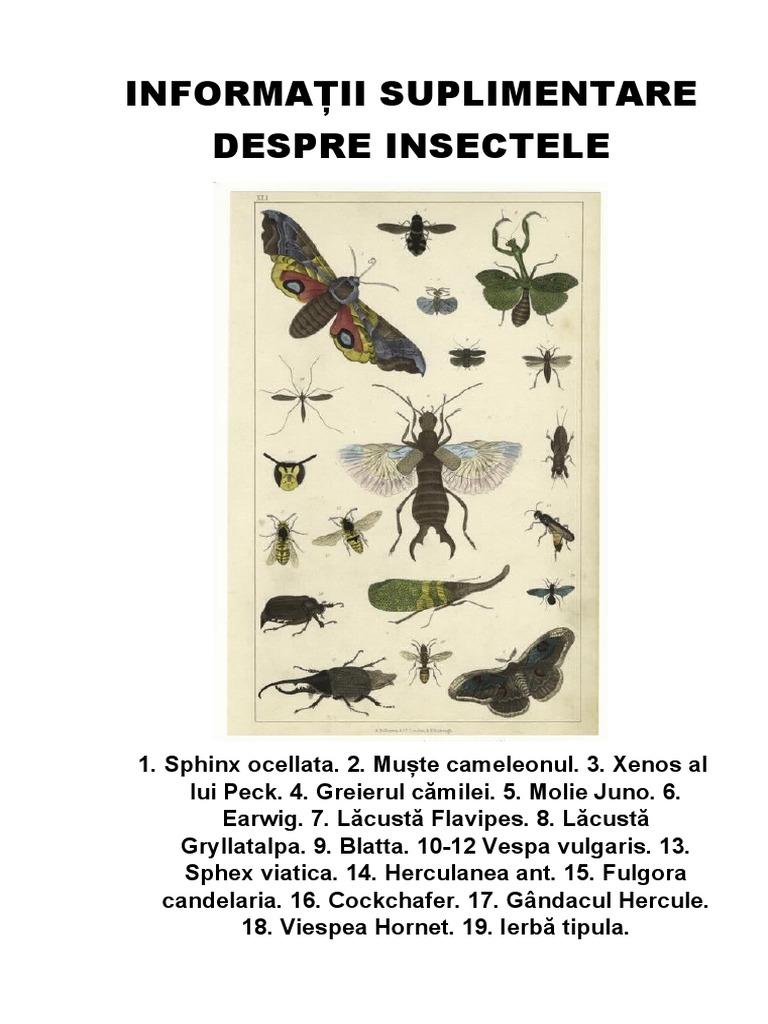 Informații Suplimentare Despre Insectele | PDF