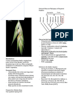 Poaceae Reduced Monocot Phylogeny Grass Family