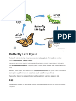 Butterfly Life Cycle