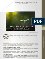 Respiracion y Rutas Metabolicas