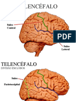 Exerccio de Fixacao Telencefalo