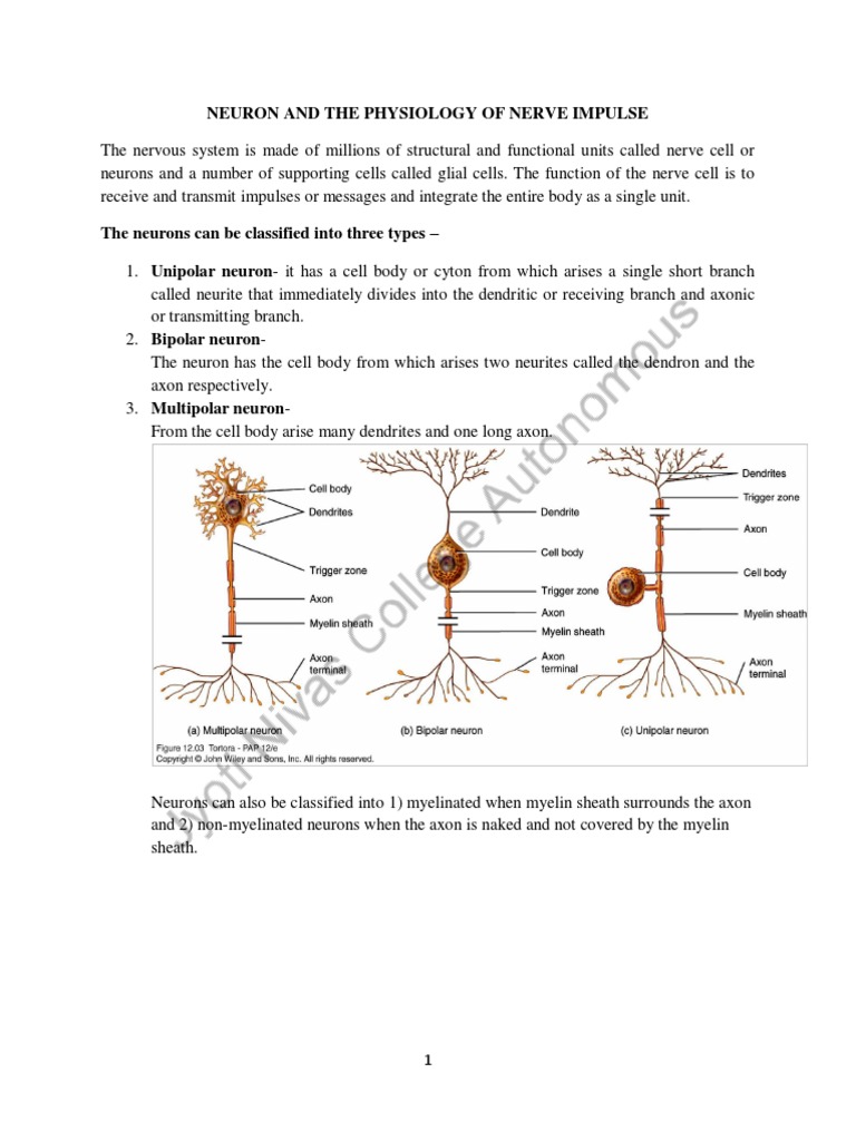 Physiology of Nerve Impulse | PDF | Chemical Synapse | Neuron